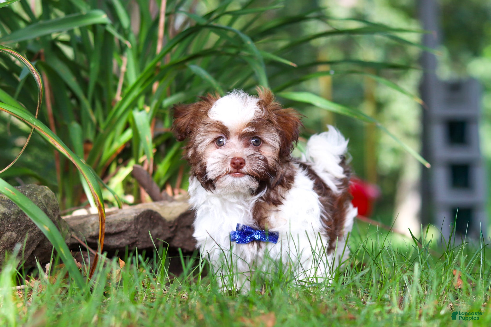 Havanese dogs Alex - Ad 1