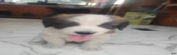 Saint Bernard dogs for sale: Saint Bernard Puppy 6 - Ad 4