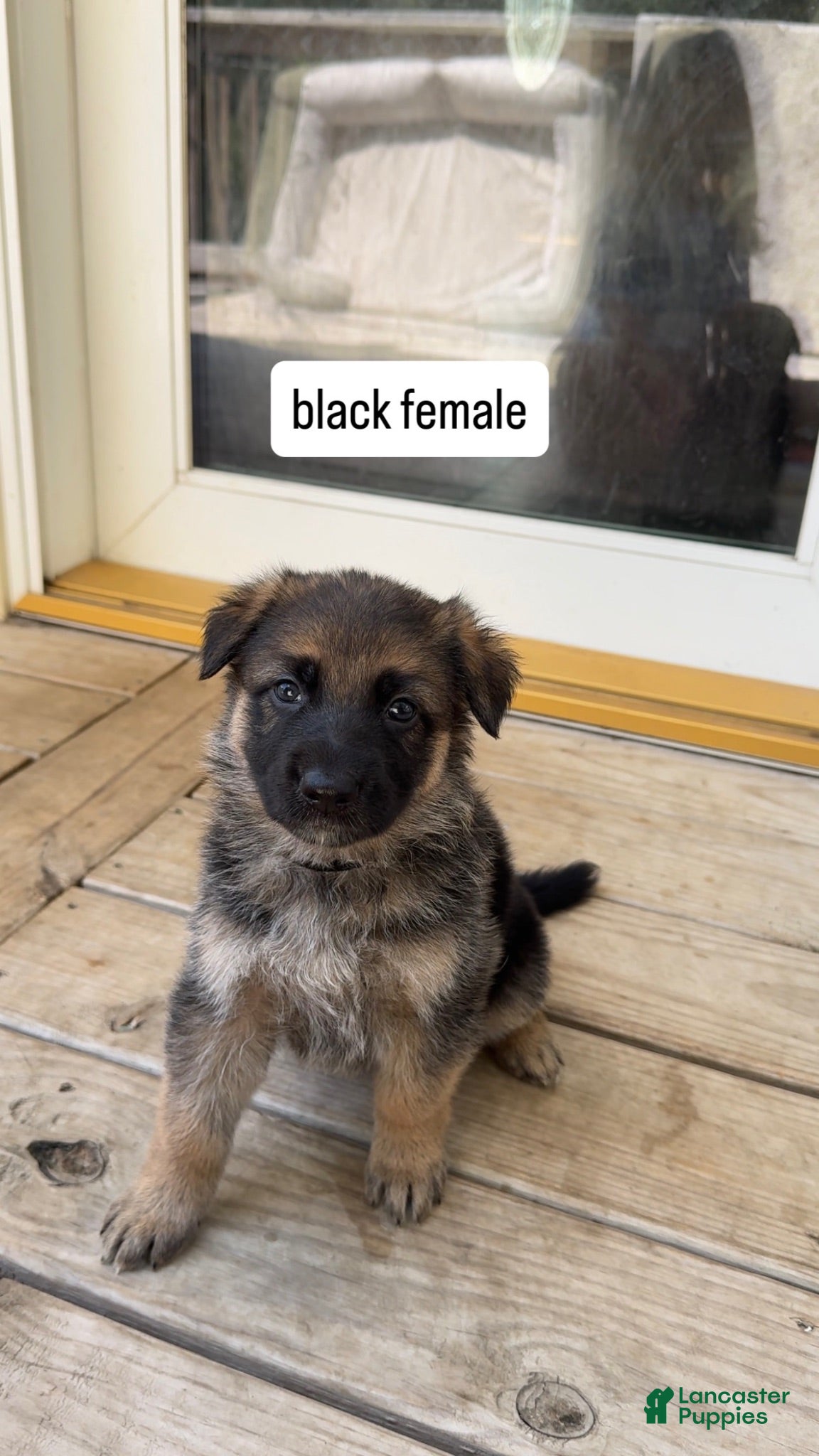 German Shepherd dogs Black Female - Ad 22