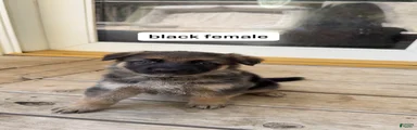 Black Female