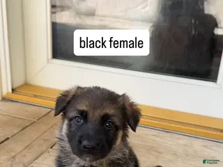 German Shepherd dogs Black Female - Ad 10