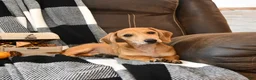 Miniature Dachshund dogs for sale: Timber - Ad 5