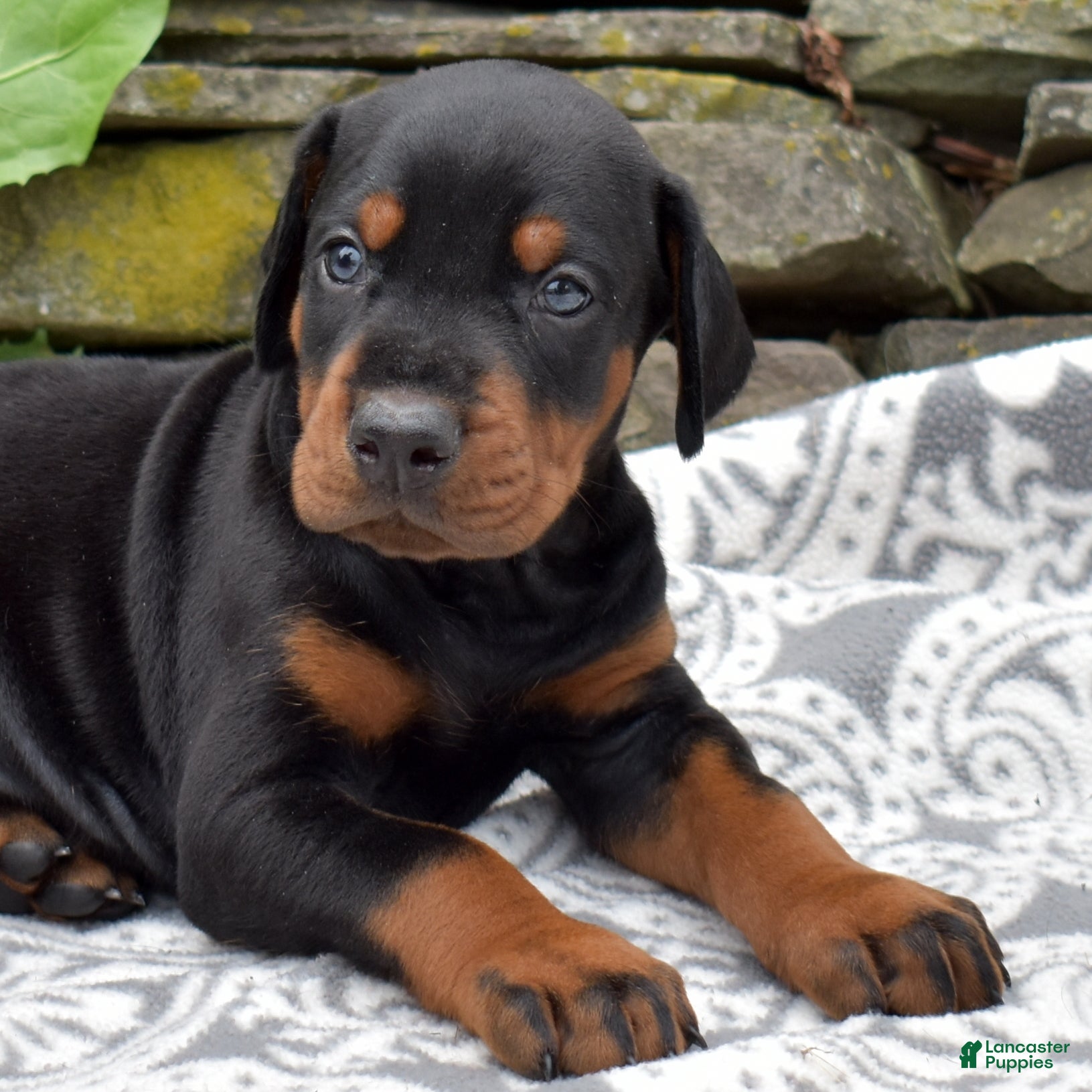 Doberman Pinscher dogs Phoenix - Ad 1