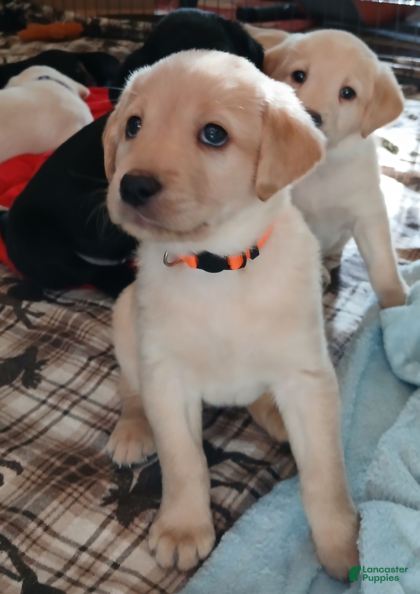 Labrador Retriever dogs Labrador Retriever Orange collar - Ad 16