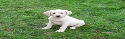 Labrador Retriever dogs for sale: Rhea - Ad 3
