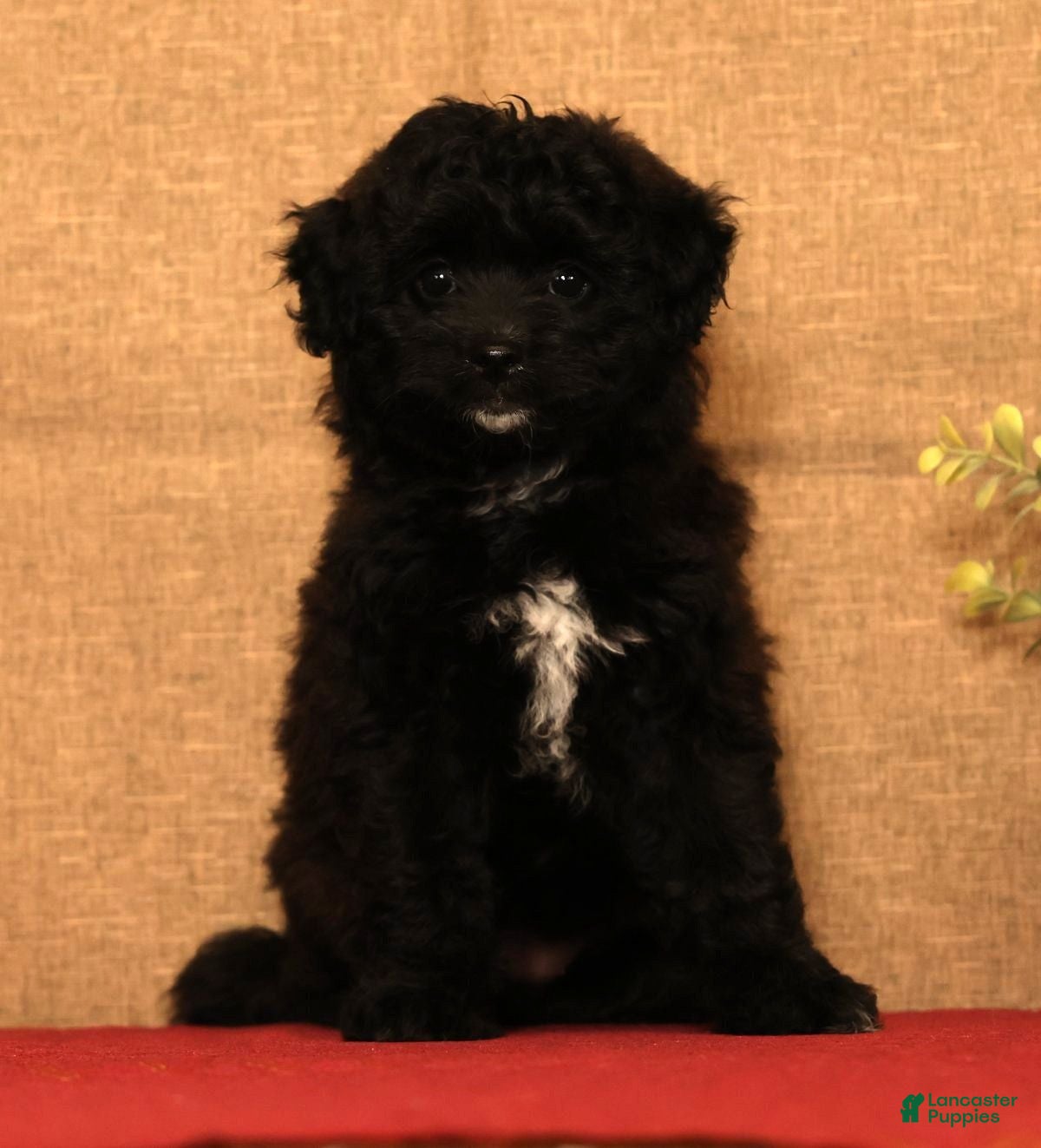 Pomapoo dogs Chelsey - Ad 2