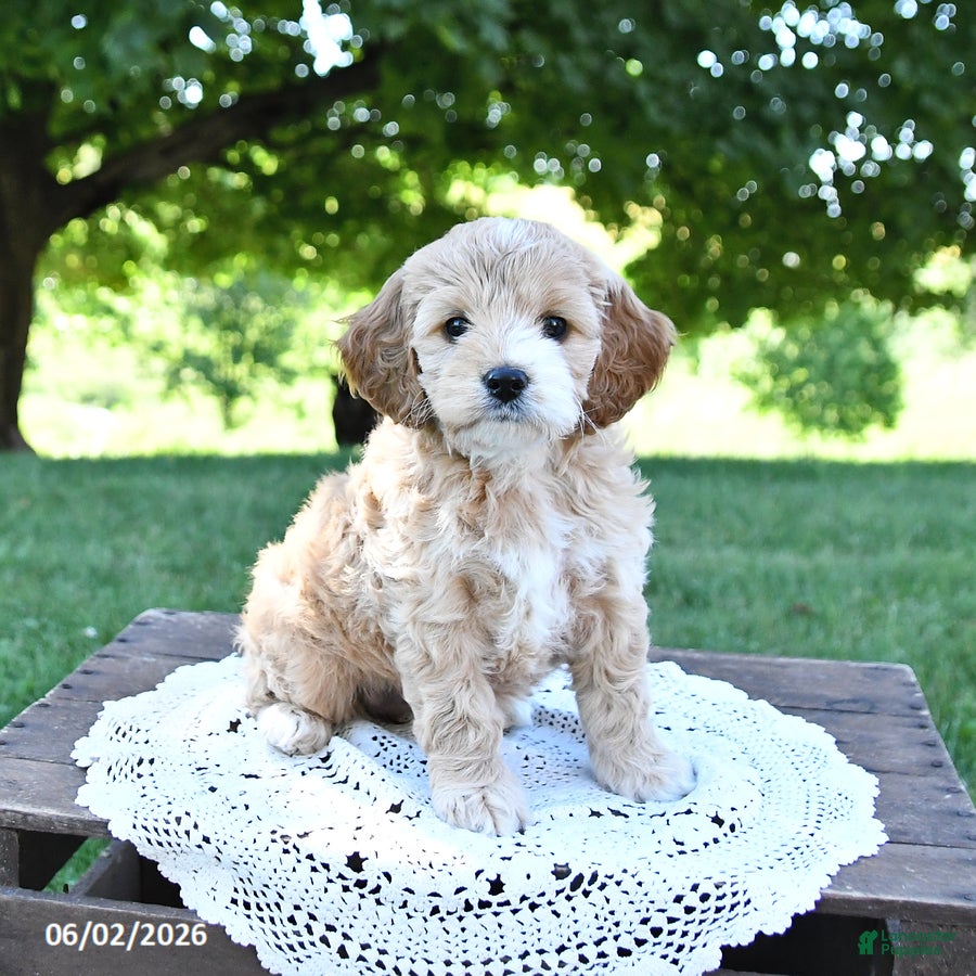 Cockapoo dogs for sale: Sweetie - Ad 1