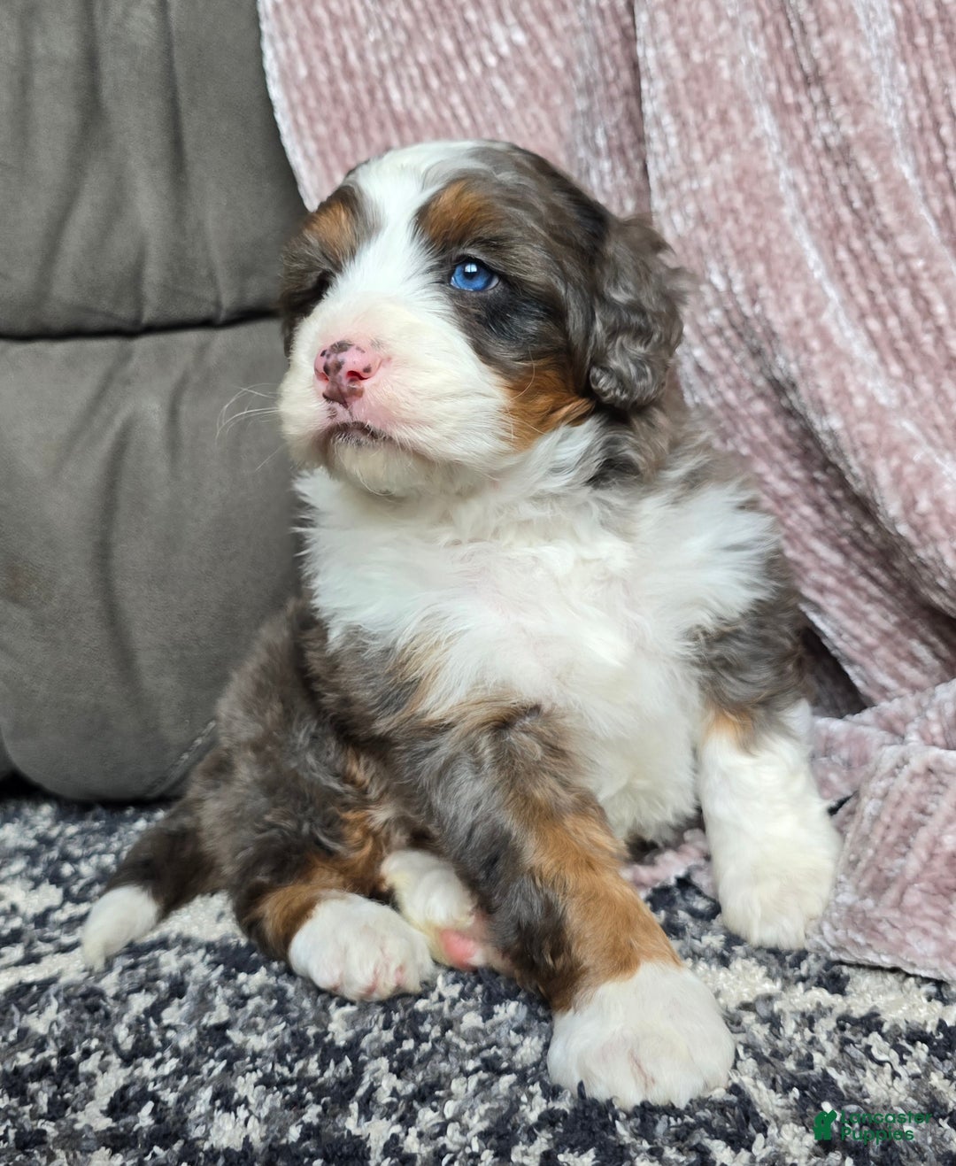 Mini Bernedoodle dogs for sale: Mini Bentley - Ad 6