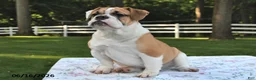 Mixed Breed dogs for sale: Summer - Ad 5