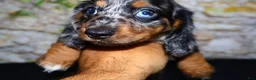 Miniature Dachshund dogs for sale: Avery - Ad 10