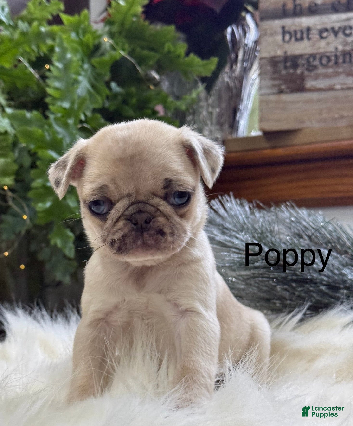Pug dogs Poppy - Ad 16