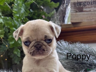 Pug dogs Poppy - Ad 16