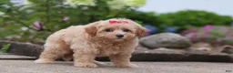 Maltipoo dogs for sale: Nellie - Ad 5
