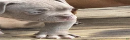 American Bully dogs for sale: American Bully 2 - Ad 5