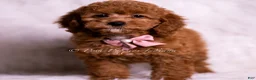 Mini Goldendoodle dogs for sale: Bling Bling - Ad 3