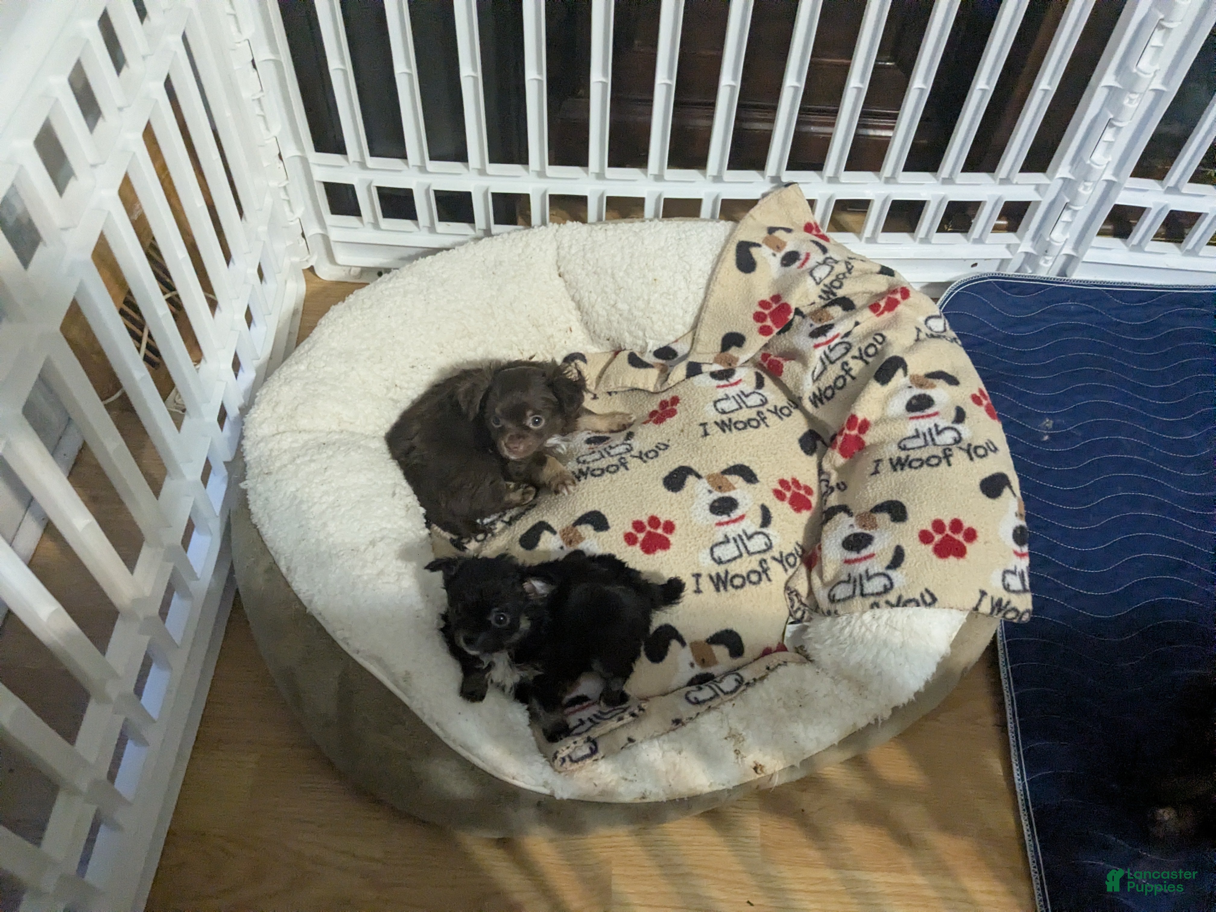 Chihuahua dogs for sale: Chihuahua Puppy 1 (coco- bear) - Ad 4