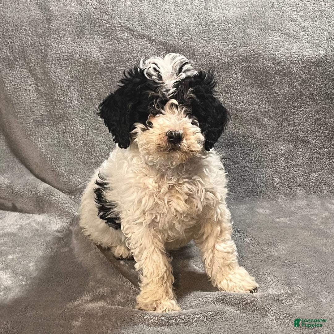 Mini Bernedoodle dogs for sale: Ellie - Ad 2