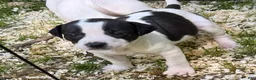 Mixed Breed dogs for sale: Lucky - Ad 5