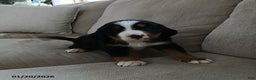 Bernese Mountain Dog dogs for sale: Maya - Ad 3