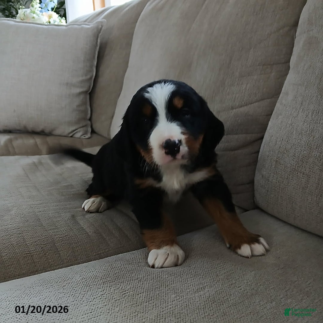 Bernese Mountain Dog dogs for sale: Maya - Ad 3