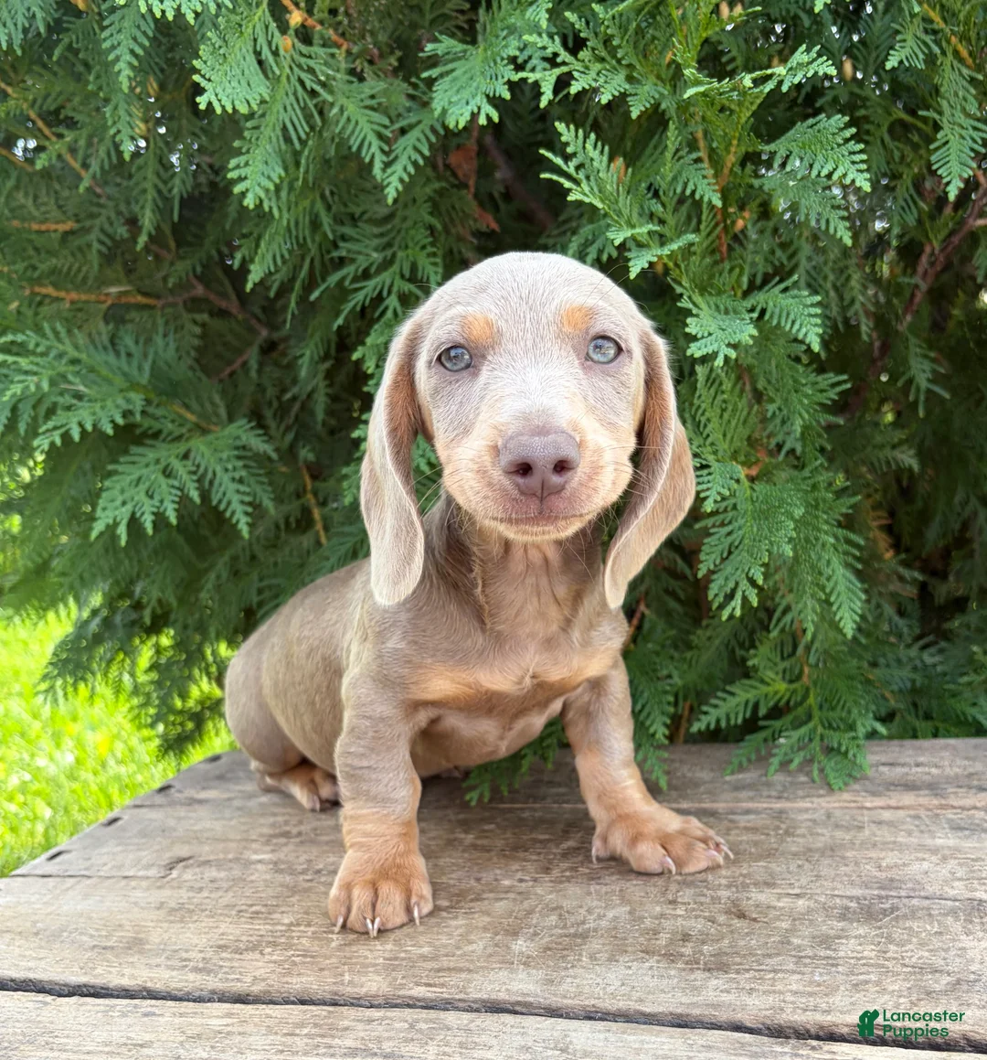 Miniature Dachshund dogs for sale: Boone - Ad 1