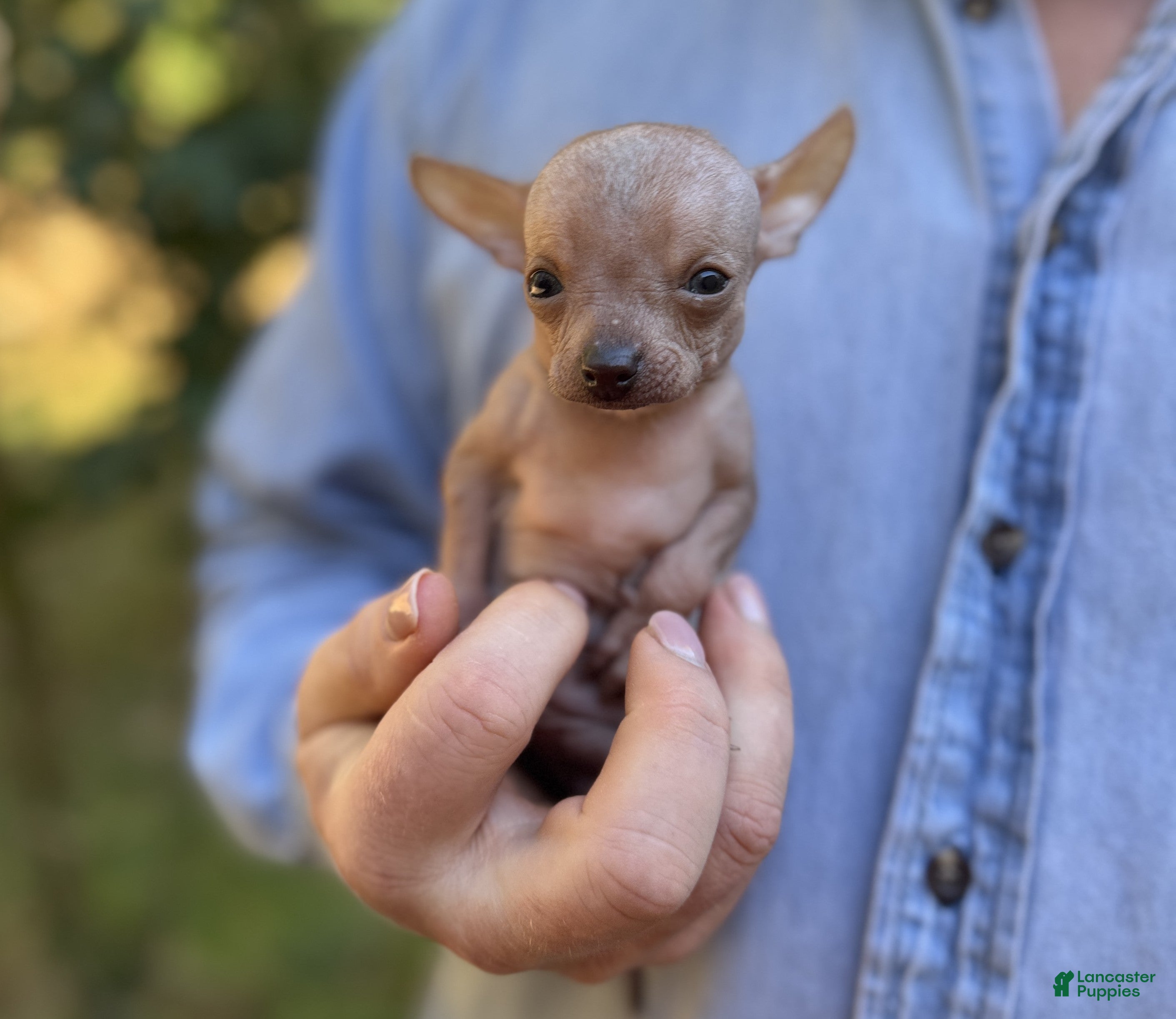Micro Chihuahua Stud Stud Earrings Women Jewelry Chihuahua Dogs
