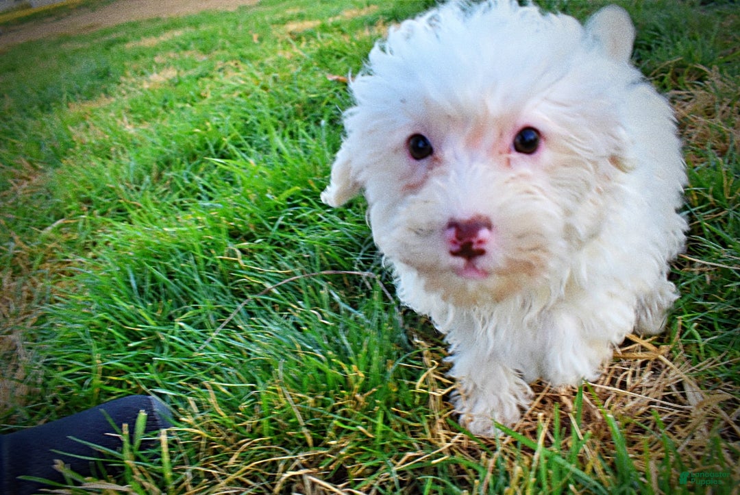 Havapoo dogs for sale: Queenie - Ad 10