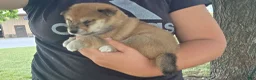 Shiba Inu dogs for sale: Glory - Ad 9