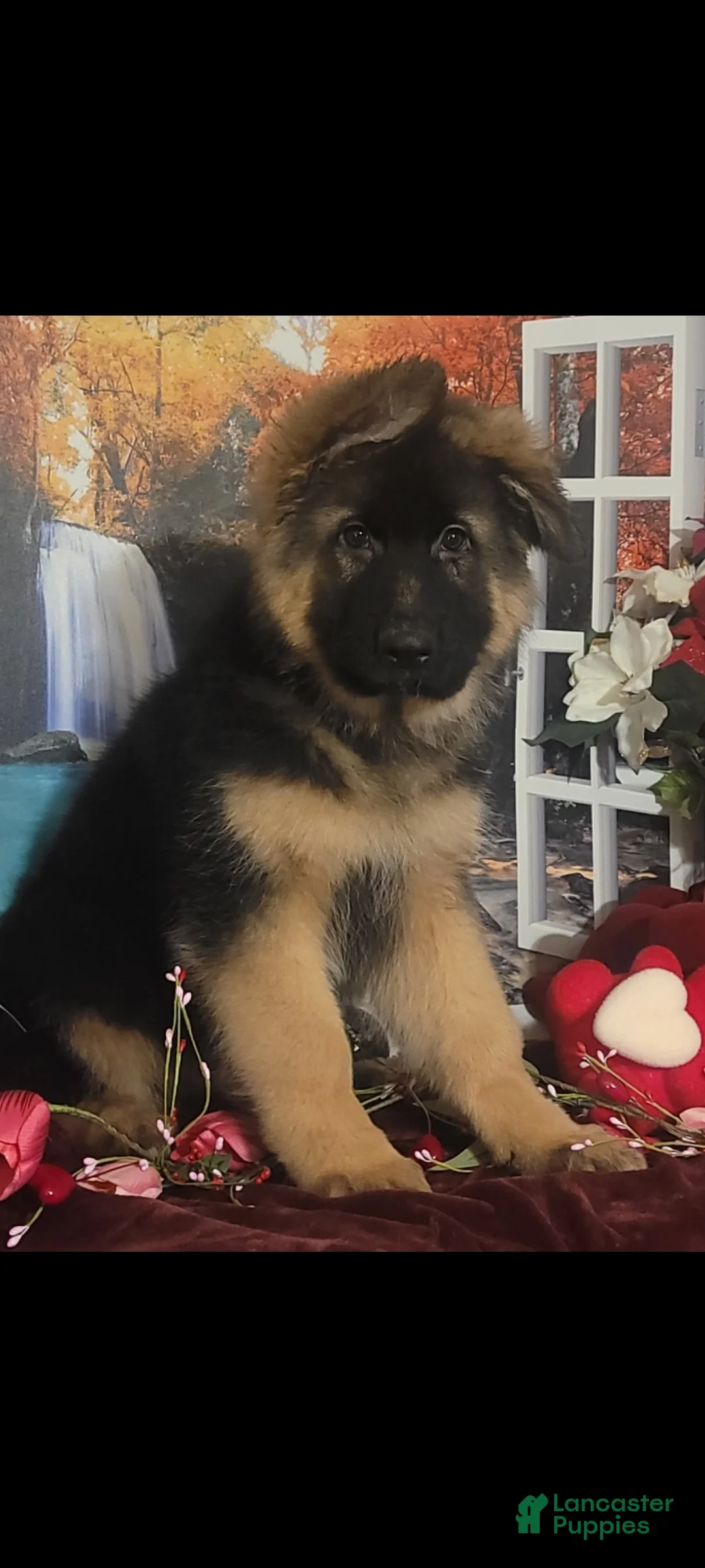 German Shepherd dogs for sale:  Nicholas  - Ad 2