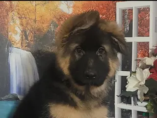 German Shepherd dogs Nicholas - Ad 25