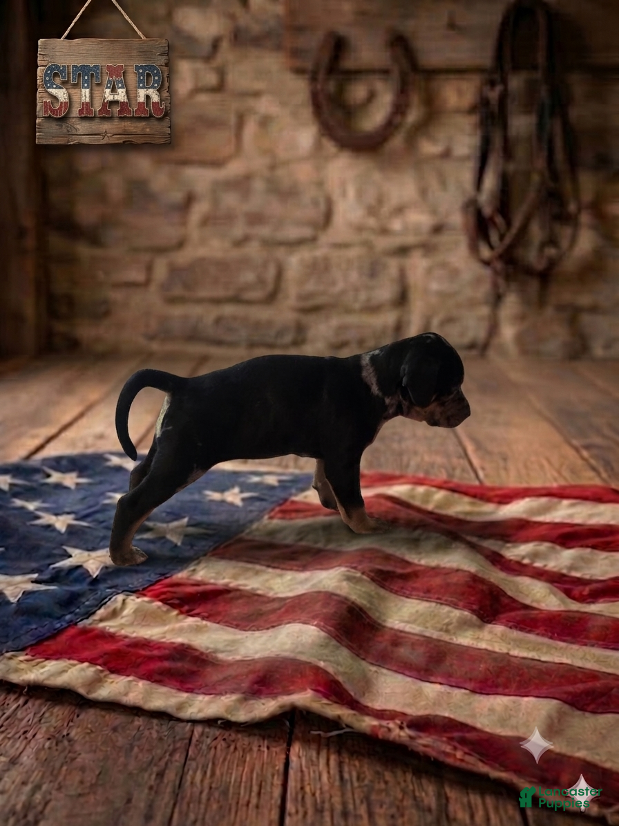 Catahoula Leopard Dog dogs Star - Ad 2