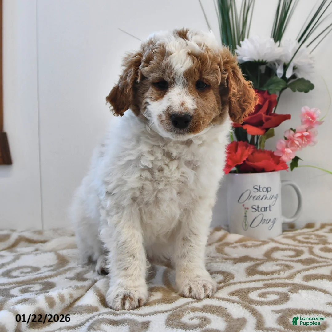 Mini Goldendoodle dogs for sale: Parker - Ad 5