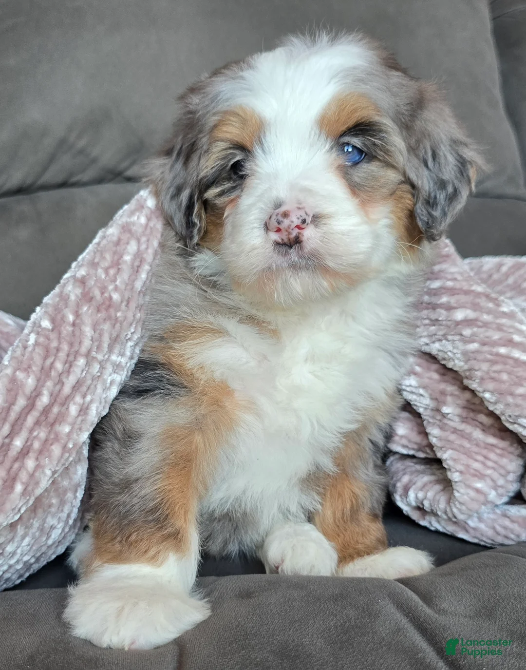 Mini Bernedoodle dogs for sale: Mini Oakley - Ad 14