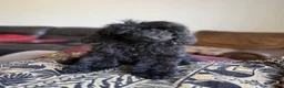 Standard Poodle dogs for sale: Raven - Ad 5