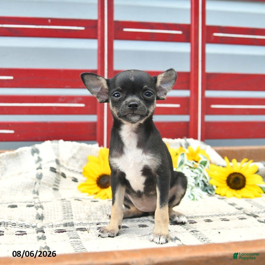 Chihuahua dogs Avia  - Ad 2