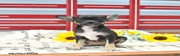 Chihuahua dogs for sale: Avia  - Ad 2