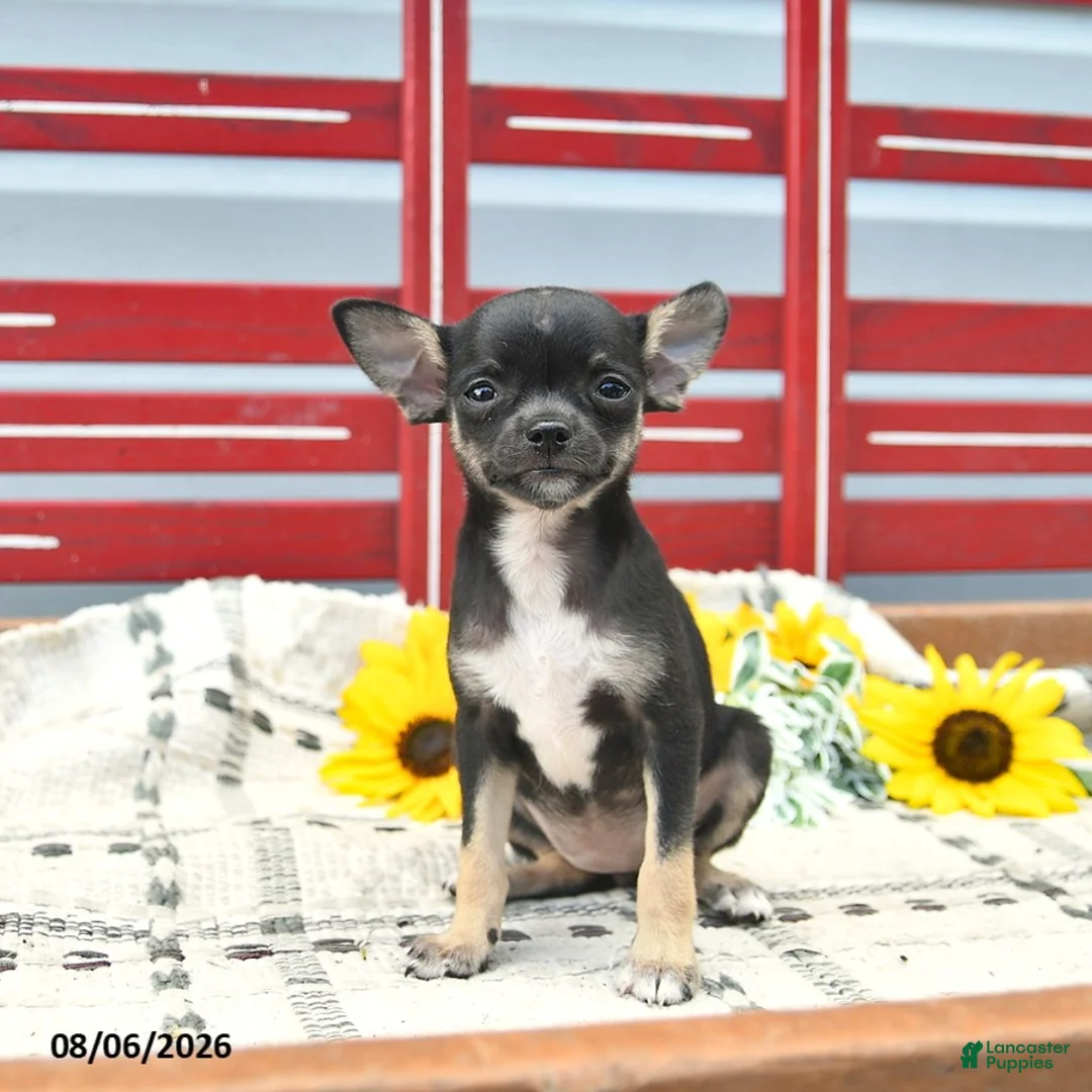 Chihuahua dogs for sale: Avia  - Ad 2