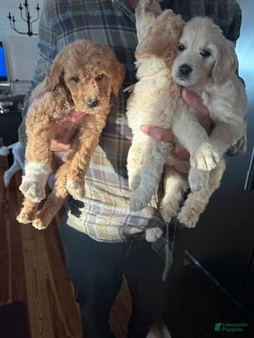 Goldendoodle dogs Goldendoodle Puppy 3 - Ad 19