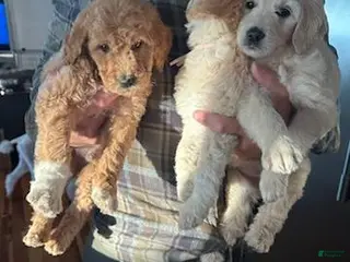 Goldendoodle dogs Goldendoodle Puppy 3 - Ad 19