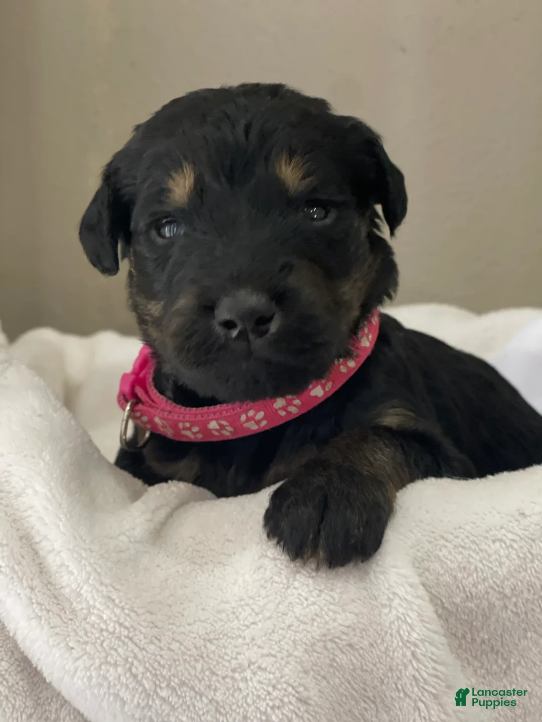 Goldendoodle dogs for sale:  Hot Pink Collar Girl - Ad 1