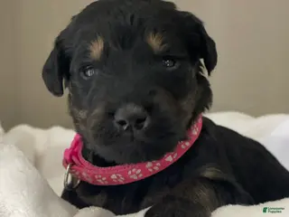 Goldendoodle dogs Hot Pink Collar Girl - Ad 12