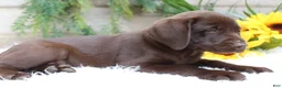 Labrador Retriever dogs for sale: Monica - Ad 4