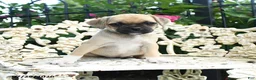 Jug dogs for sale: Sally - Ad 3