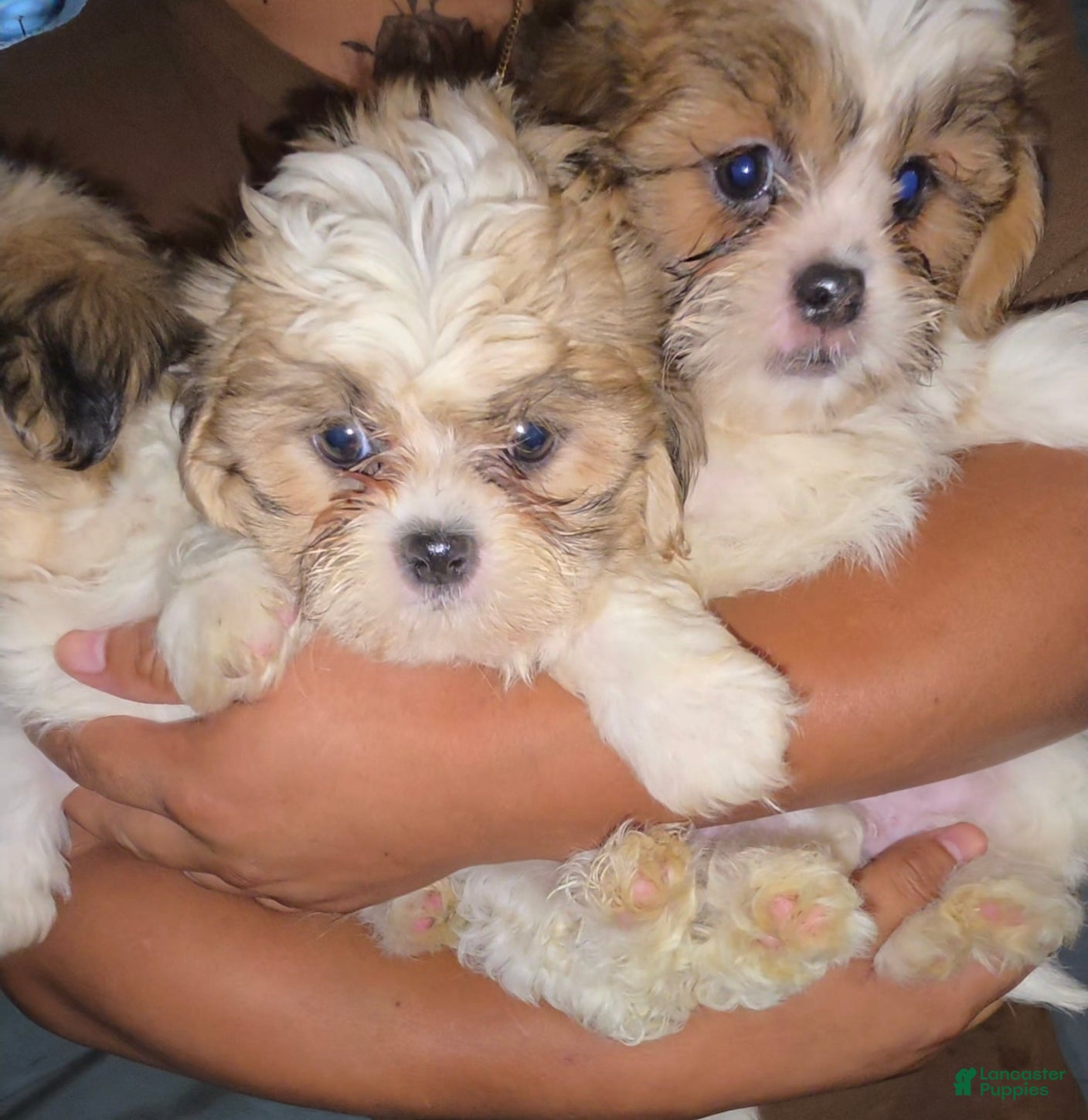Teddy Bear dogs for sale: Teddy Bear Milo - Ad 13