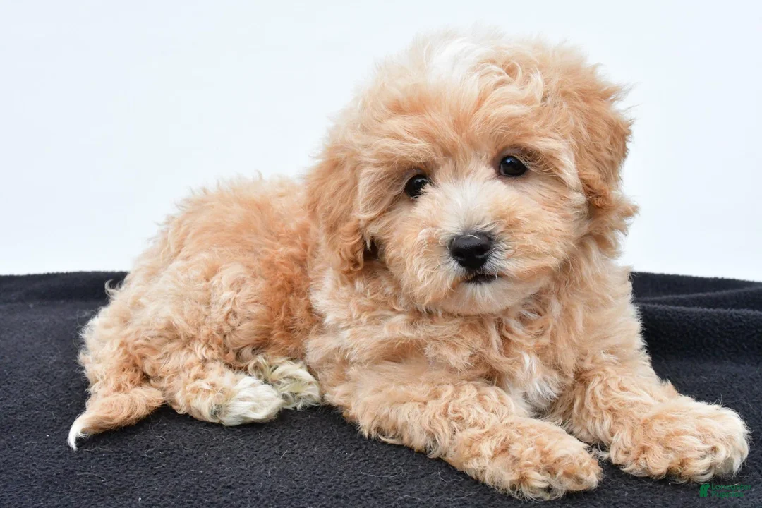 Maltipoo dogs for sale: Baily - Ad 1