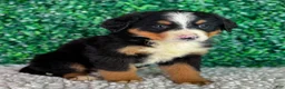 Bernese Mountain Dog dogs for sale: Bella  - Ad 4