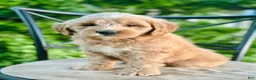 Mini Goldendoodle dogs for sale: Percy - Ad 3