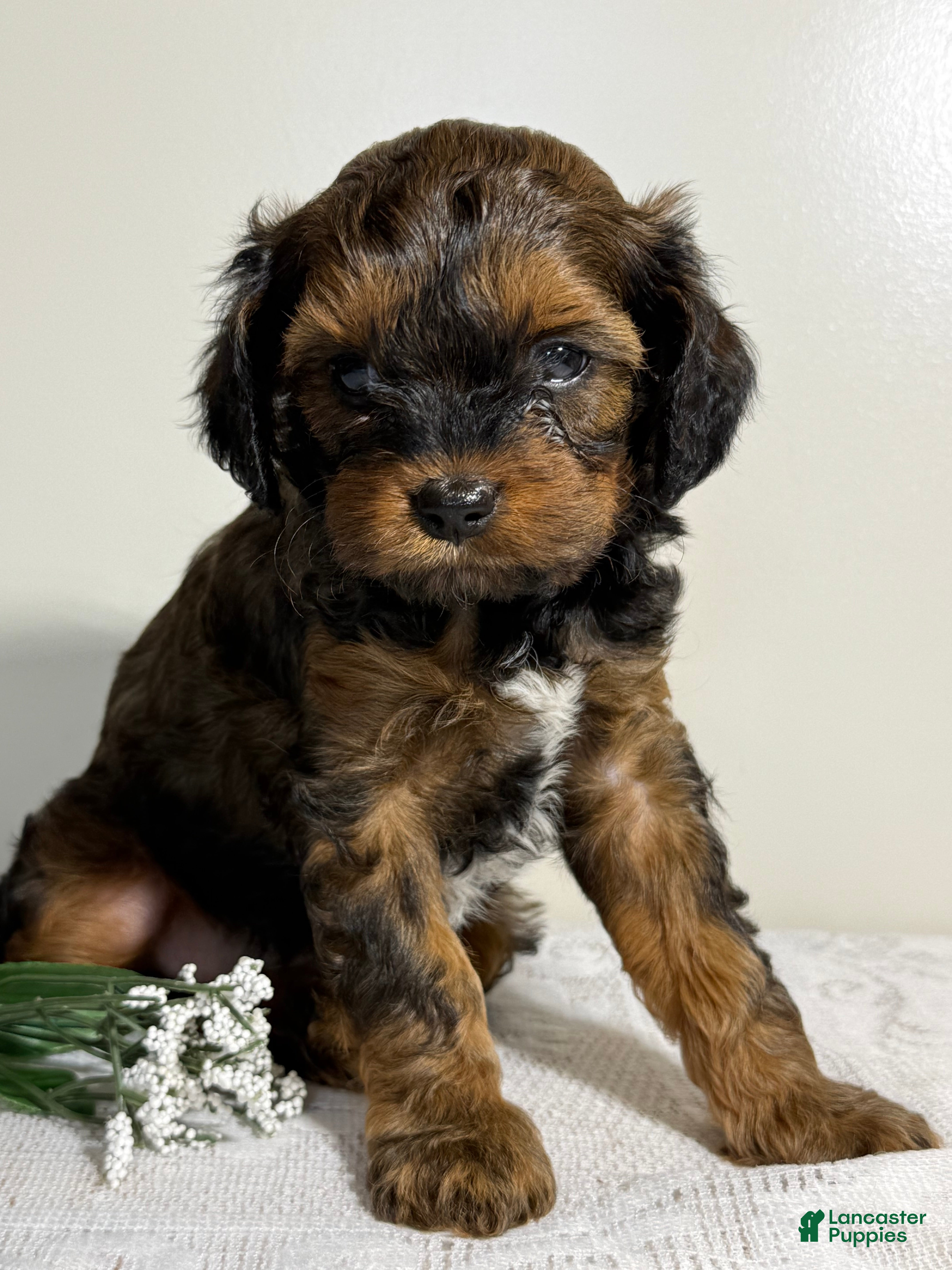 Cavapoo dogs Mocha Cavapoo  - Ad 1