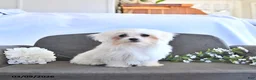 Maltese dogs for sale: Valentine EXTRA SMALL - Ad 2