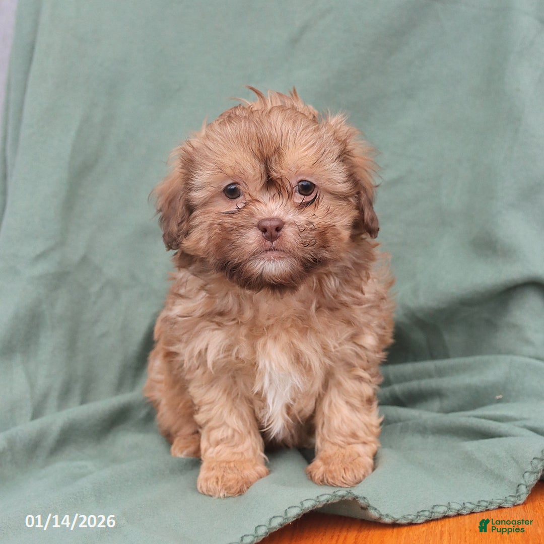 Shihpoo dogs for sale: Leo - Ad 2
